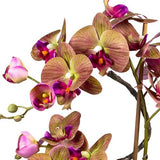 Kopu® Kunstbloem Orchidee 70 cm Paars in bruine Vaas - Phalenopsis