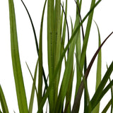 Kopu® Kunstplant Grasplant 90 cm - in zwarte pot - Nepplant