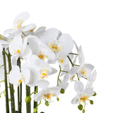 Kopu® Kunstbloem Orchidee 54 cm Wit met Schaal - Phalenopsis