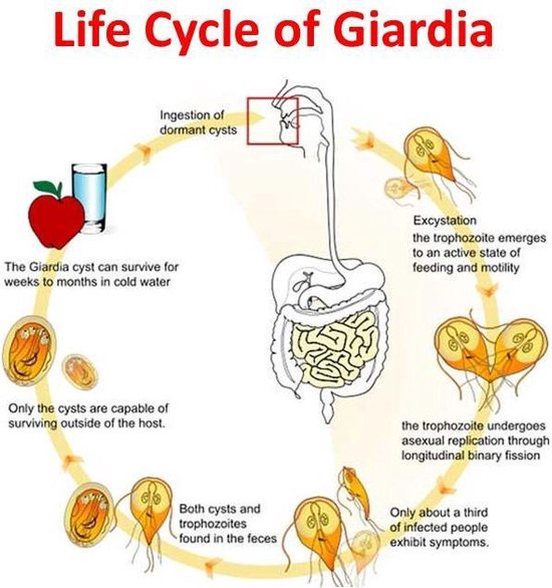 Giardia Ag Rapid Test - Snap Test