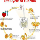 Giardia Ag Rapid Test - Snap Test