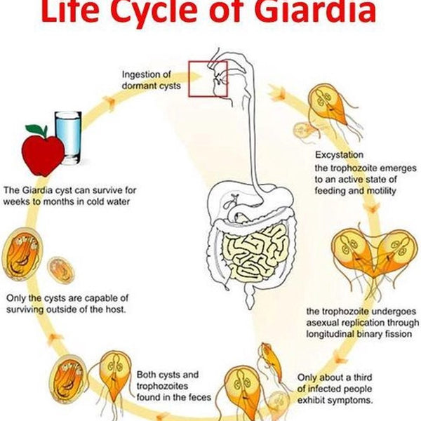 Giardia Ag Rapid Test - Snap Test