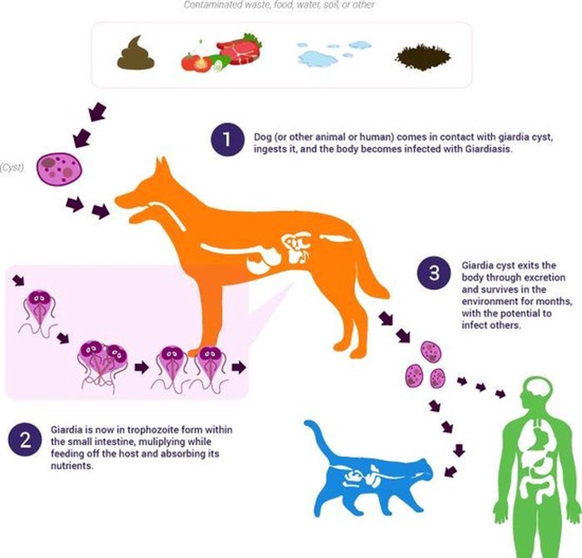 Giardia Ag Rapid Test - Snap Test