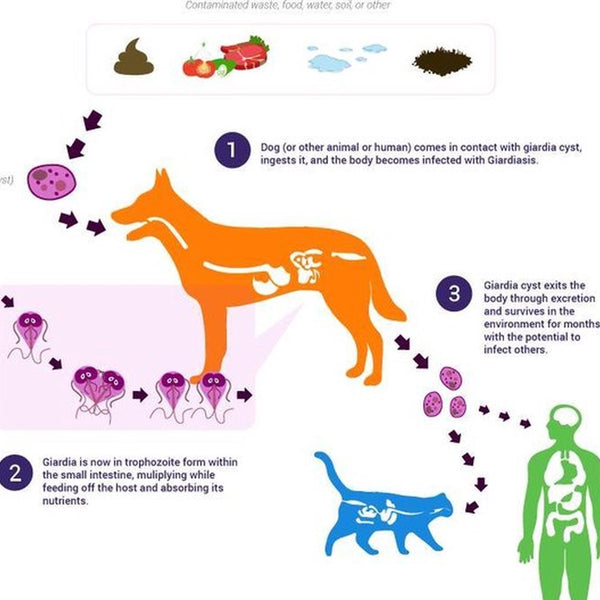 Giardia Ag Rapid Test - Snap Test