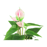 Kopu 2 Stuks Anthurium Roze Kunstplant 40 cm - Flamingoplant Roze