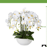 Kopu® Kunstbloem Orchidee 54 cm Wit met Schaal - Phalenopsis