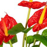 Kopu® 2 stuks Anthurium Kunstplant 40 cm - 3 bloemen - Flamingoplant