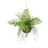 Kopu Kunstplant BOL met diverse Varen Hangplanten 25 cm - Groen