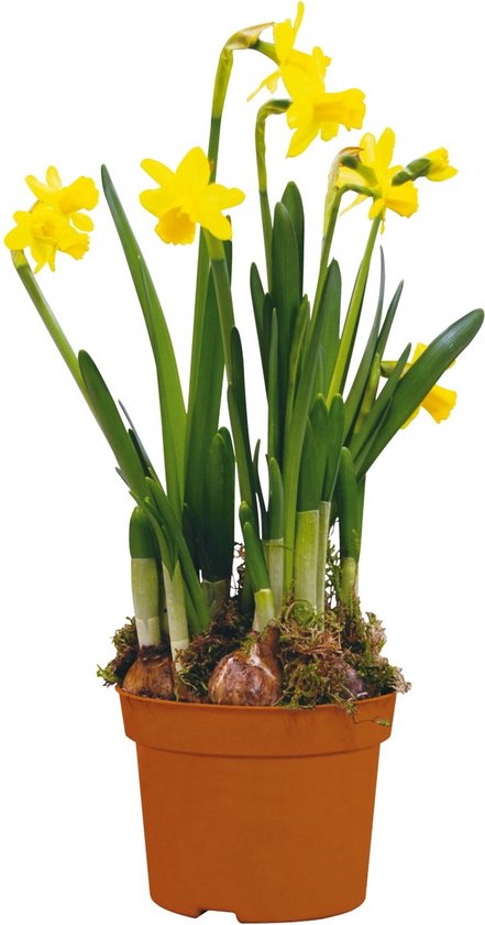 Sasemy - Bloembollen - Narcis in pot - Narcis - Narcissen - Bloembol