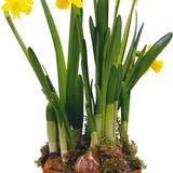 Sasemy - Bloembollen - Narcis in pot - Narcis - Narcissen - Bloembol