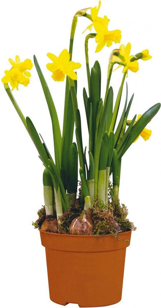 Sasemy - Bloembollen - Narcis in pot - Narcis - Narcissen - Bloembol