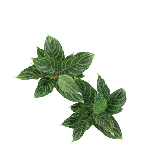 Kopu® 2 stuks Kunstplant Aglaonema 35 cm - 14 bladeren - in zwarte pot