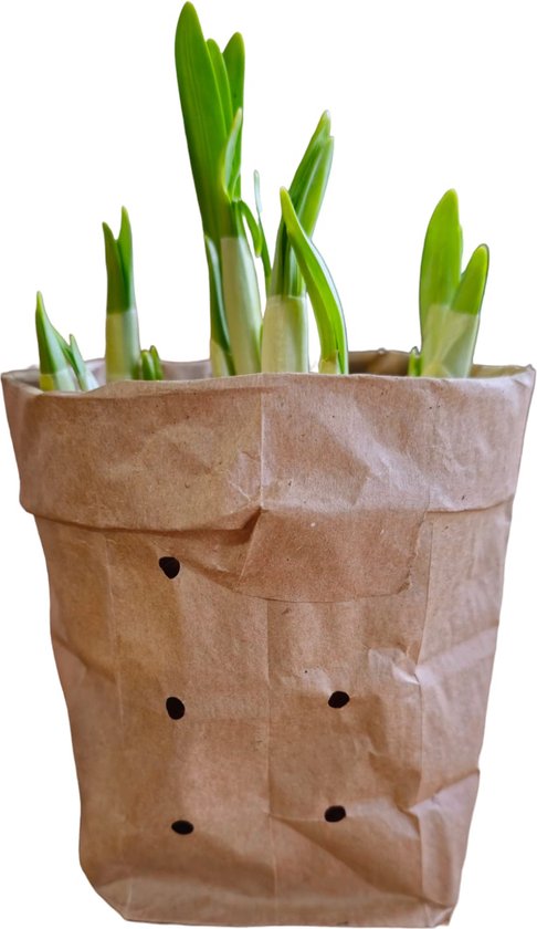 Sasemy - Bloembollen - Narcis in pot - Narcis - Narcissen - Bloembol