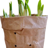 Sasemy - Bloembollen - Narcis in pot - Narcis - Narcissen - Bloembol