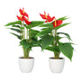 Kopu® 2 stuks Anthurium Kunstplant 40 cm - 3 bloemen - Flamingoplant