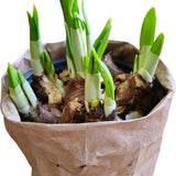 Sasemy - Bloembollen - Narcis in pot - Narcis - Narcissen - Bloembol