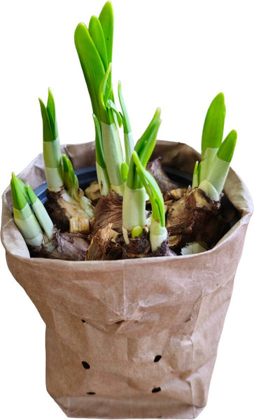 Sasemy - Bloembollen - Narcis in pot - Narcis - Narcissen - Bloembol