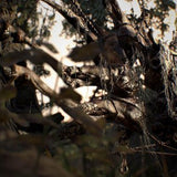 Resident Evil - Biohazard