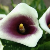 Bloembollen - Zomerbloeiers - Calla - Picasso - 5 stuks per tas - Knol - Snijbloem - Zantedeschia - Aronskelkfamile - Winterhard - Goede kwaliteit - Zantedeschia - Aronskelk - Mooie bloemen in je tuin