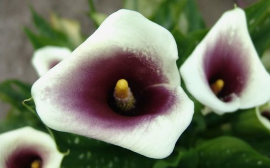 Bloembollen - Zomerbloeiers - Calla - Picasso - 5 stuks per tas - Knol - Snijbloem - Zantedeschia - Aronskelkfamile - Winterhard - Goede kwaliteit - Zantedeschia - Aronskelk - Mooie bloemen in je tuin