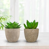 Kunstplanten - Vetplanten - stuks - Cadeautip
