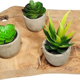 3 stuks Kunstplanten - Kamerplanten - Nep planten - Vetplanten - Cadeautip