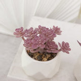 GreenDream® Kunstplanten - in - Cadeautip