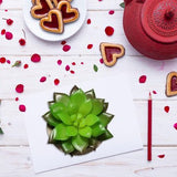 Kunstplanten - Vetplanten - stuks - Cadeautip