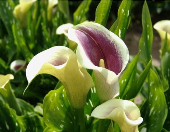 Bloembollen - Zomerbloeiers - Calla - Picasso - 5 stuks per tas - Knol - Snijbloem - Zantedeschia - Aronskelkfamile - Winterhard - Goede kwaliteit - Zantedeschia - Aronskelk - Mooie bloemen in je tuin