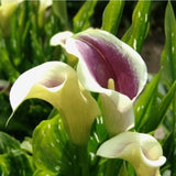 Bloembollen - Zomerbloeiers - Calla - Picasso - 5 stuks per tas - Knol - Snijbloem - Zantedeschia - Aronskelkfamile - Winterhard - Goede kwaliteit - Zantedeschia - Aronskelk - Mooie bloemen in je tuin