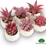 GreenDream® Kunstplanten - in - Cadeautip