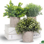 GreenDream® Kunstplanten set met 3 Kleine kunstplanten 20 cm - Cadeautip