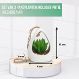 GreenDream® Kunstplanten - in - Cadeautip