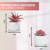 GreenDream® Kunstplanten - in - Cadeautip