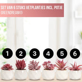 GreenDream® Kunstplanten - in - Cadeautip