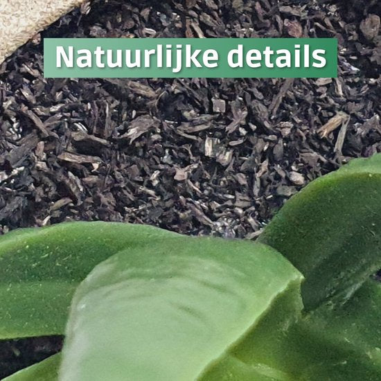 3 stuks Kunstplanten - Kamerplanten - Nep planten - Vetplanten - Cadeautip