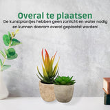 Kunstplanten - Vetplanten - stuks - Cadeautip