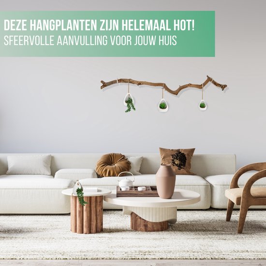 GreenDream® Kunstplanten - in - Cadeautip