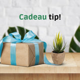 GreenDream® Mini Kunstplanten - Vetplanten in Pot 6 stuks - Cadeautip