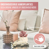 GreenDream® Kunstplanten - in - Cadeautip