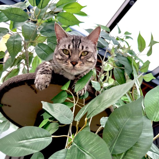 Kattenboom - Krabpaal voor Katten - 160 - Verwisselbare bladeren - Extra Stabiel