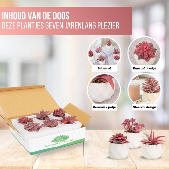 GreenDream® Kunstplanten - in - Cadeautip