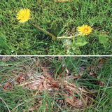 Milieuvriendelijke Paardenbloem stopper - Paardenbloem verwijde raar - Onkruid verwijde raar - Duurzaam - Inclusief zout - Effectieve Onkruidbestrijding met Grof Zout - 1KG - Paardenbloem verwijde raar - Tuinhulp