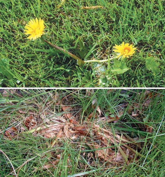 Milieuvriendelijke Paardenbloem stopper - Paardenbloem verwijde raar - Onkruid verwijde raar - Duurzaam - Inclusief zout - Effectieve Onkruidbestrijding met Grof Zout - 1KG - Paardenbloem verwijde raar - Tuinhulp