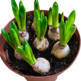 Sasemy - Bloembollen - Narcis in pot - Narcis - Narcissen - Bloembol