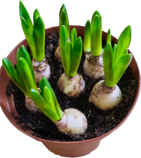 Sasemy - Bloembollen - Narcis in pot - Narcis - Narcissen - Bloembol