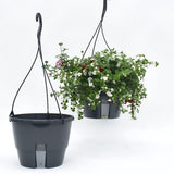 Aqua Easy - Met Waterreservoir - 32cm - Hangppot voor buiten - Bloempotten voor buiten - Bloempot - Waterbesparend -Bloempot buiten - Bloempot Kunststof - Planten hanger - Bloempotten - Cadeau - Verjaardag Cadeau - Moederdag Cadeau - Vaderdag Cadeau.