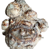 Bloembollen - Zomerbloeiers - Calla - Picasso - 5 stuks per tas - Knol - Snijbloem - Zantedeschia - Aronskelkfamile - Winterhard - Goede kwaliteit - Zantedeschia - Aronskelk - Mooie bloemen in je tuin