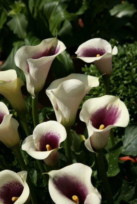 Bloembollen - Zomerbloeiers - Calla - Picasso - 5 stuks per tas - Knol - Snijbloem - Zantedeschia - Aronskelkfamile - Winterhard - Goede kwaliteit - Zantedeschia - Aronskelk - Mooie bloemen in je tuin