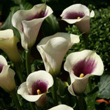 Bloembollen - Zomerbloeiers - Calla - Picasso - 5 stuks per tas - Knol - Snijbloem - Zantedeschia - Aronskelkfamile - Winterhard - Goede kwaliteit - Zantedeschia - Aronskelk - Mooie bloemen in je tuin